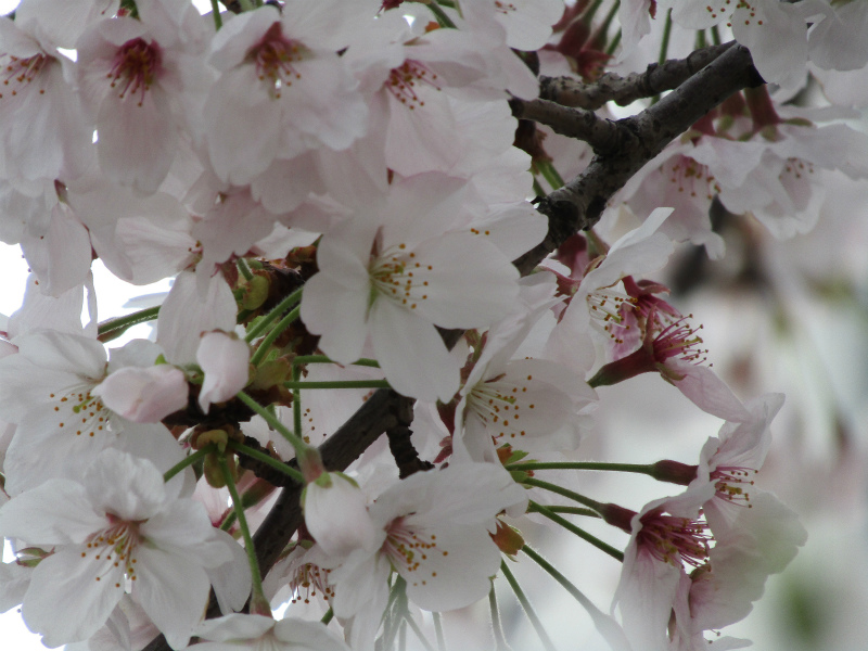 ���������ؼ���