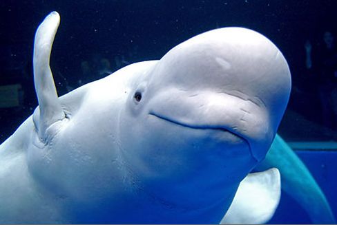 �ֲФϸ��ޤ���������